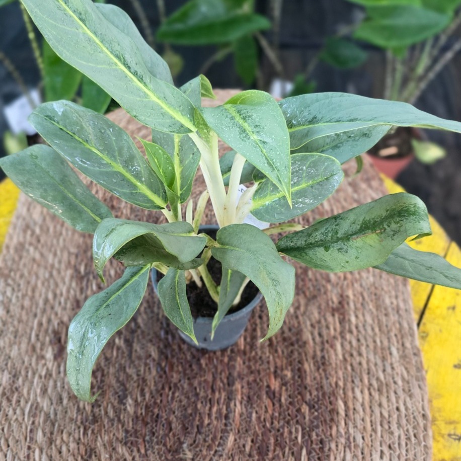 İthal Beyaz Saplı Geniş Yapraklı Aglaonema Çin Herdemgüzeli Salon Bitkisi - görsel 4