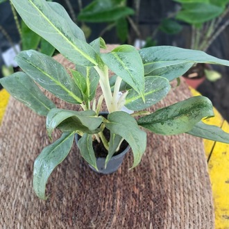 İthal Beyaz Saplı Geniş Yapraklı Aglaonema Çin Herdemgüzeli Salon Bitkisi - görsel 6