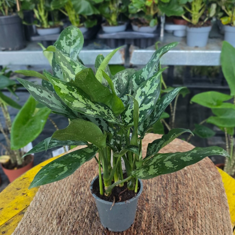 İthal Koyu Yeşil Benekli Aglaonema Çin Herdemgüzeli Salon Bitkisi - görsel 2