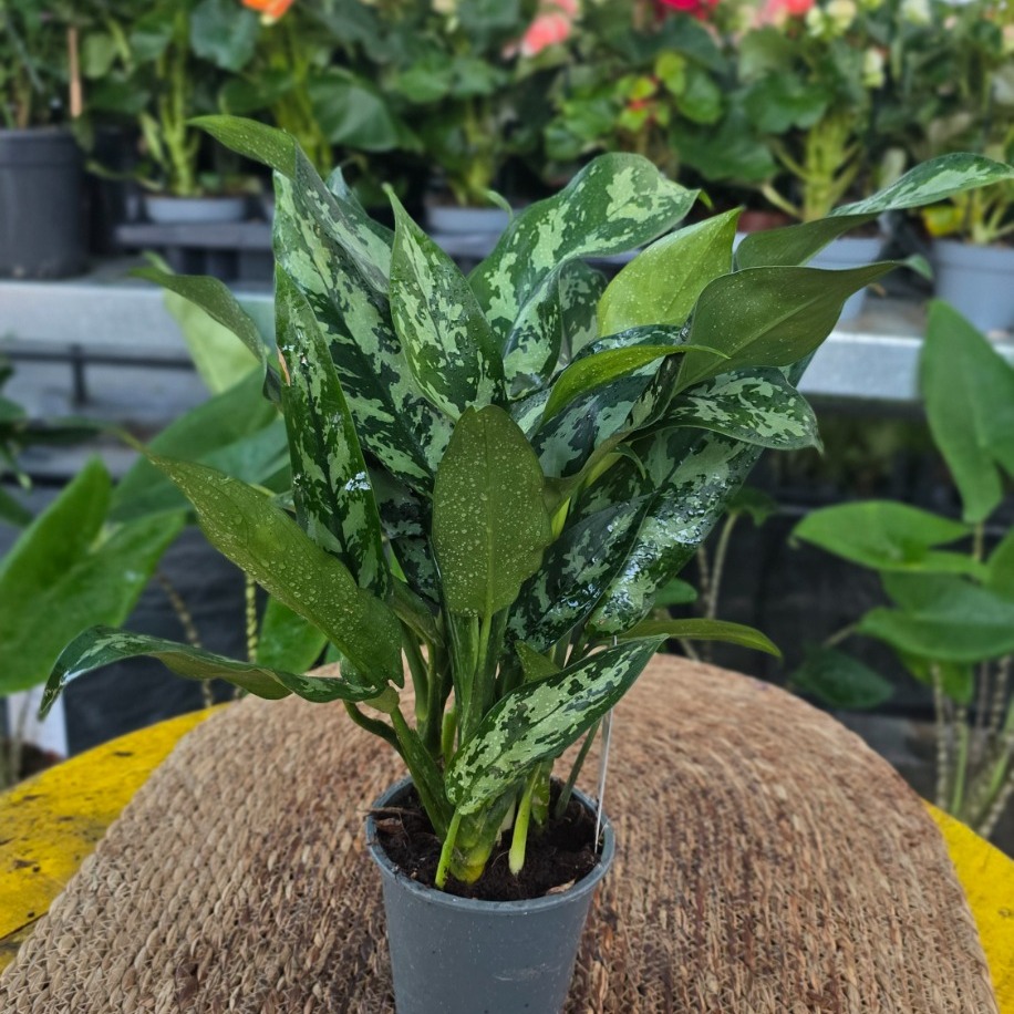 İthal Koyu Yeşil Benekli Aglaonema Çin Herdemgüzeli Salon Bitkisi - görsel 3