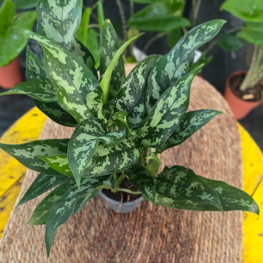 İthal Koyu Yeşil Benekli Aglaonema Çin Herdemgüzeli Salon Bitkisi - görsel 4