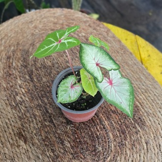 İthal Beyaz Pembe Damarlı Kalp Yapraklı Caladium Salon Bitkisi - görsel 6