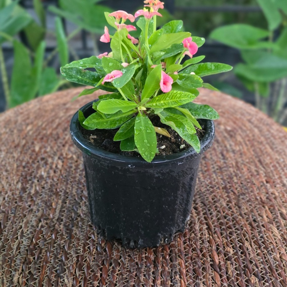 İthal Pembe Çiçekli Dikenler Tacı Euphorbia Milii Salon Bitkisi - görsel 2