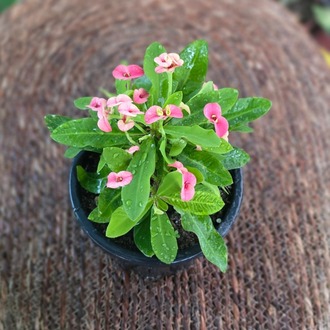 İthal Pembe Çiçekli Dikenler Tacı Euphorbia Milii Salon Bitkisi - görsel 5