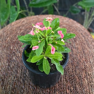 İthal Pembe Çiçekli Dikenler Tacı Euphorbia Milii Salon Bitkisi - görsel 6