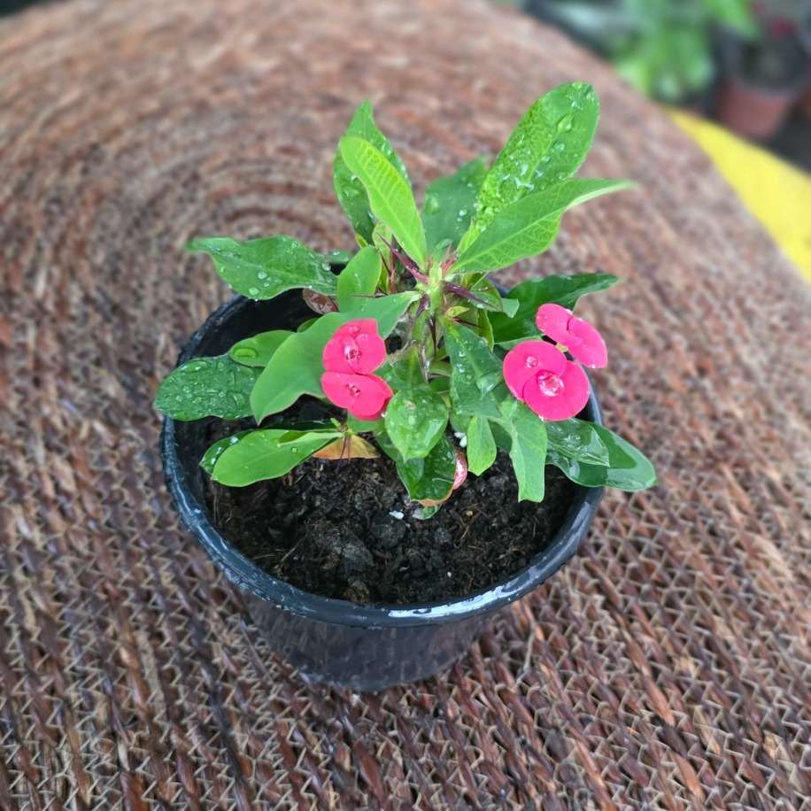 İthal Kırmızı Çiçekli Dikenler Tacı Euphorbia Milii Salon Bitkisi - görsel 2