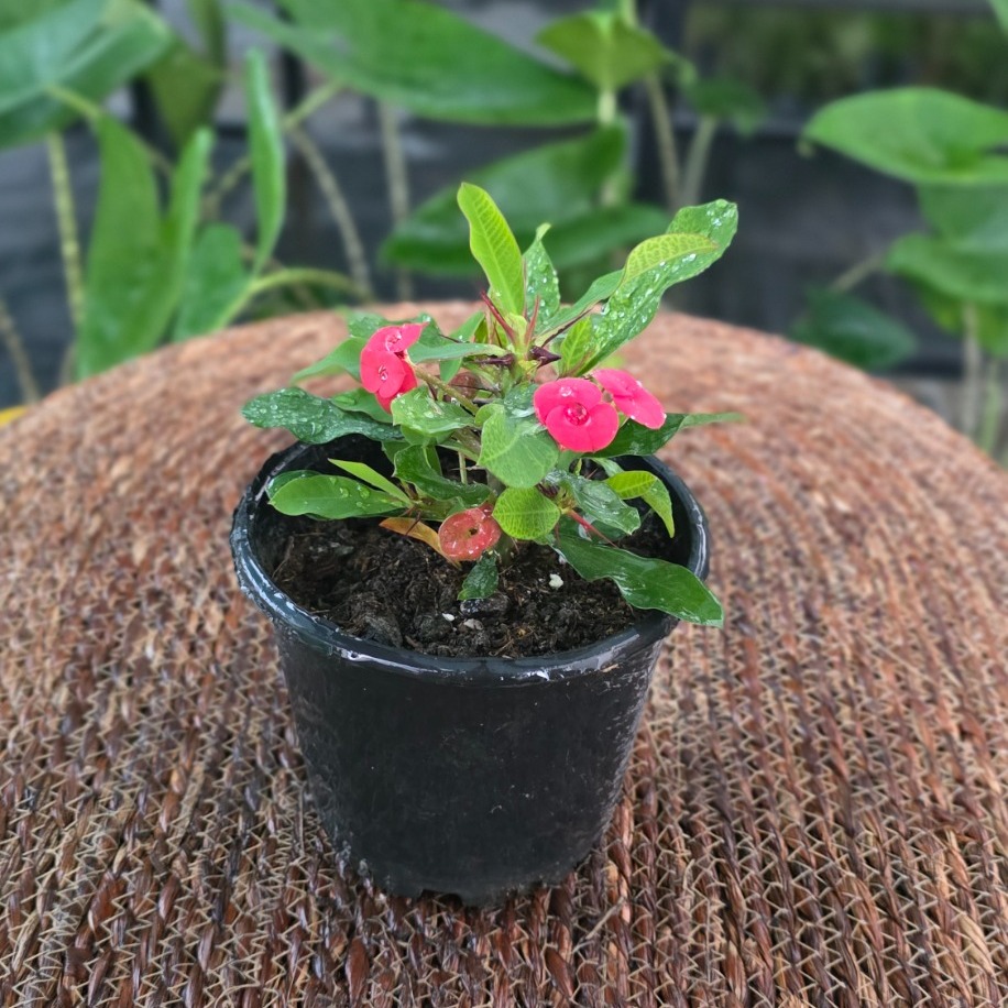 İthal Kırmızı Çiçekli Dikenler Tacı Euphorbia Milii Salon Bitkisi - görsel 4