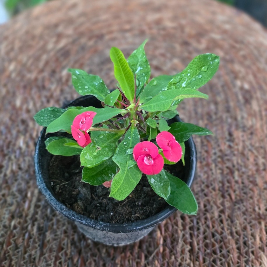 İthal Kırmızı Çiçekli Dikenler Tacı Euphorbia Milii Salon Bitkisi - görsel 5