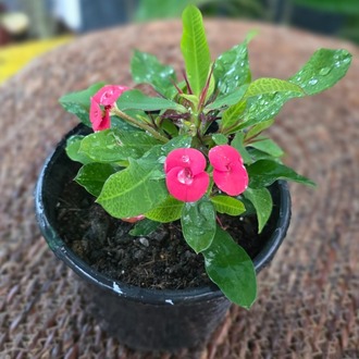 İthal Kırmızı Çiçekli Dikenler Tacı Euphorbia Milii Salon Bitkisi - görsel 8
