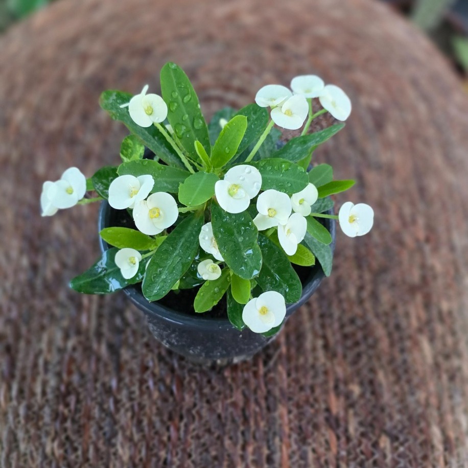 İthal Beyaz Çiçekli Dikenler Tacı Euphorbia Milii Salon Bitkisi - görsel 4