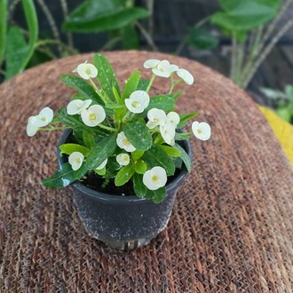 İthal Beyaz Çiçekli Dikenler Tacı Euphorbia Milii Salon Bitkisi - görsel 6