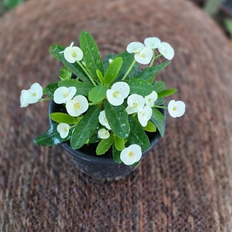 İthal Beyaz Çiçekli Dikenler Tacı Euphorbia Milii Salon Bitkisi - görsel 7