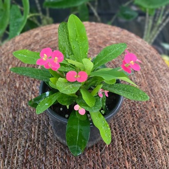 İthal Pembe Çiçekli Dikenler Tacı Euphorbia Milii Salon Bitkisi - görsel 5