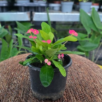 İthal Pembe Çiçekli Dikenler Tacı Euphorbia Milii Salon Bitkisi - görsel 6