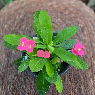 İthal Pembe Çiçekli Dikenler Tacı Euphorbia Milii Salon Bitkisi - görsel 7