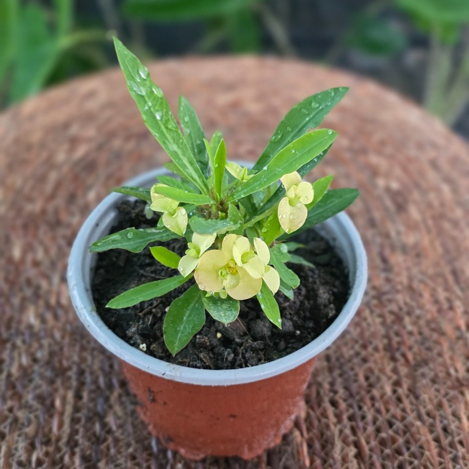 İthal Sarı Çiçekli Dikenler Tacı Euphorbia Milii Salon Bitkisi - görsel 3