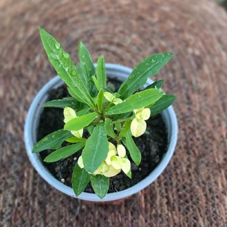 İthal Sarı Çiçekli Dikenler Tacı Euphorbia Milii Salon Bitkisi - görsel 6