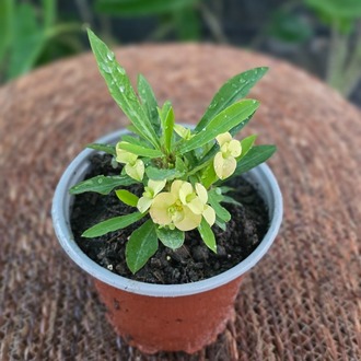 İthal Sarı Çiçekli Dikenler Tacı Euphorbia Milii Salon Bitkisi - görsel 7
