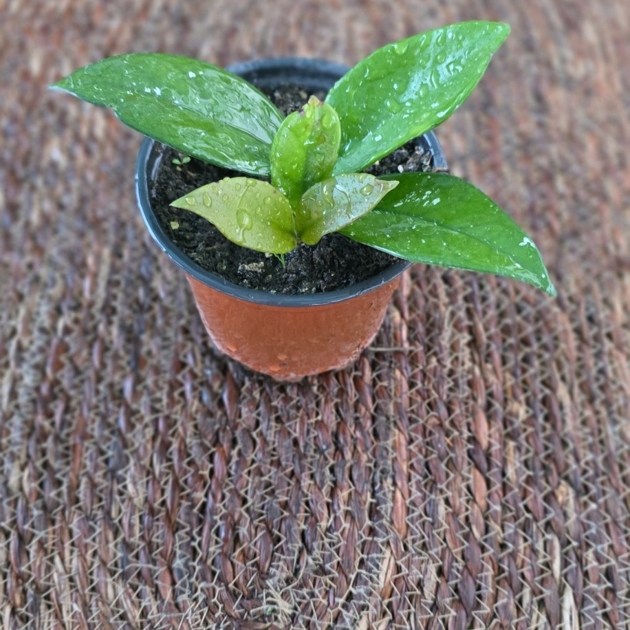 Yerli Üretim Mum Çiçeği Hoya Carnosa Salon Bitkisi - görsel 3